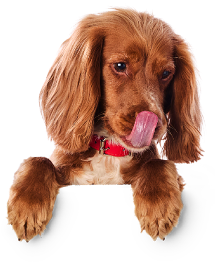Dog products