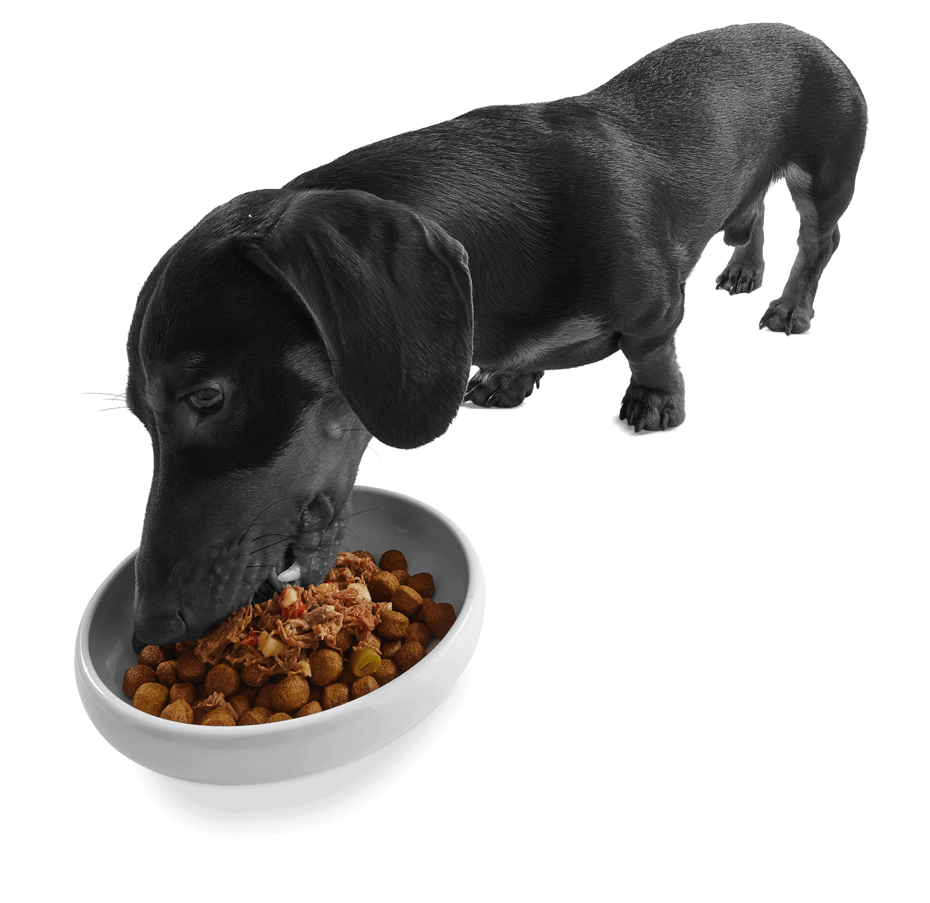 Applaws Taste Toppers sausage dog eating from the bowl