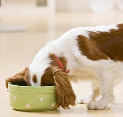 5 foods to boost the immune system of your dog