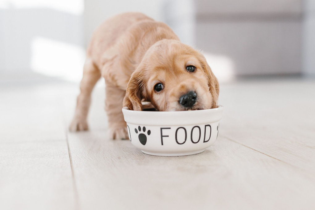 Puppy eating cheap adult food