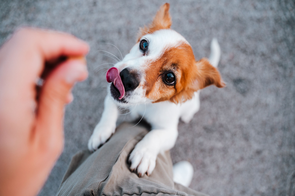 Can i give my puppy treats best sale