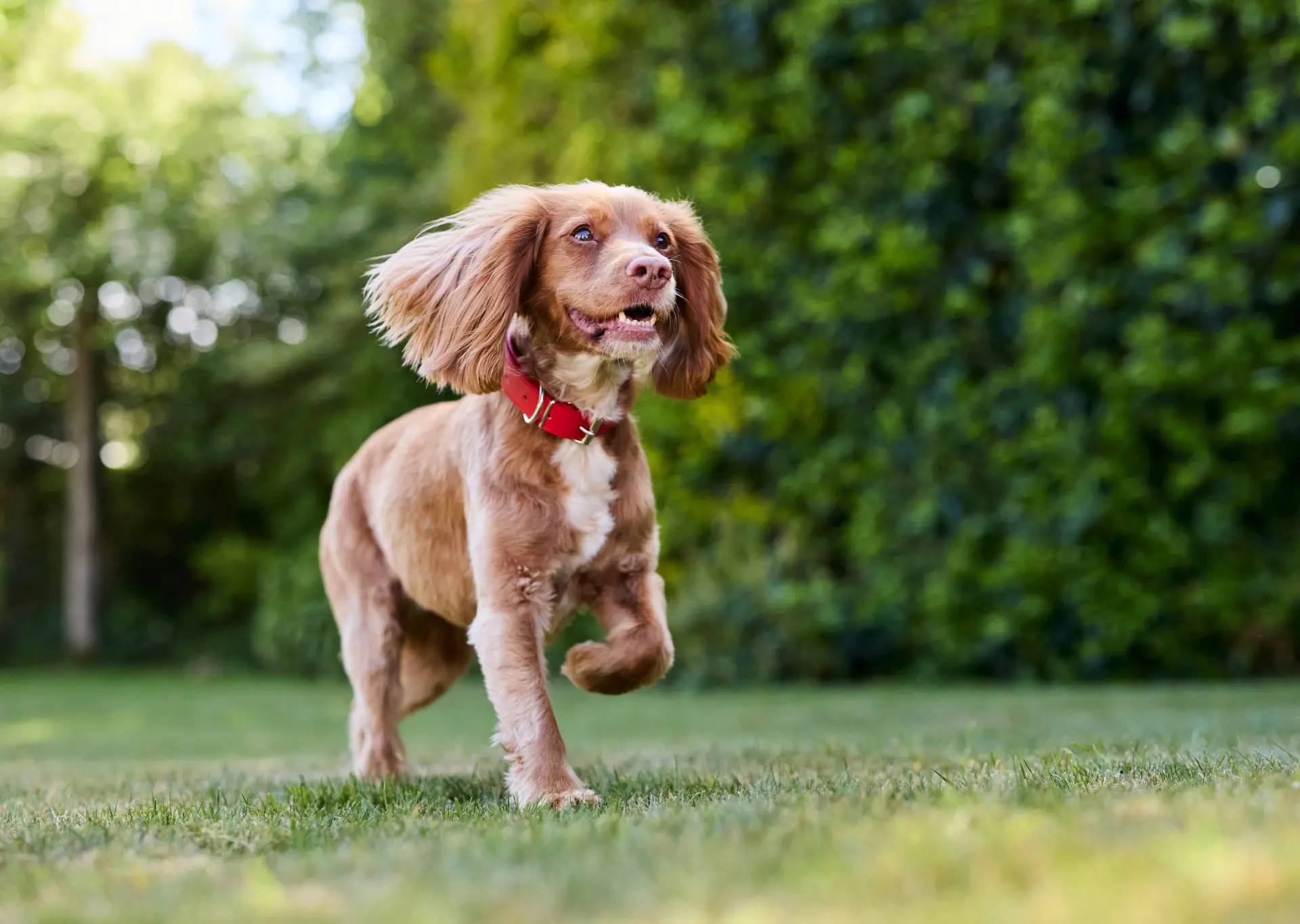 A Safe and Happy Easter with Your Dog