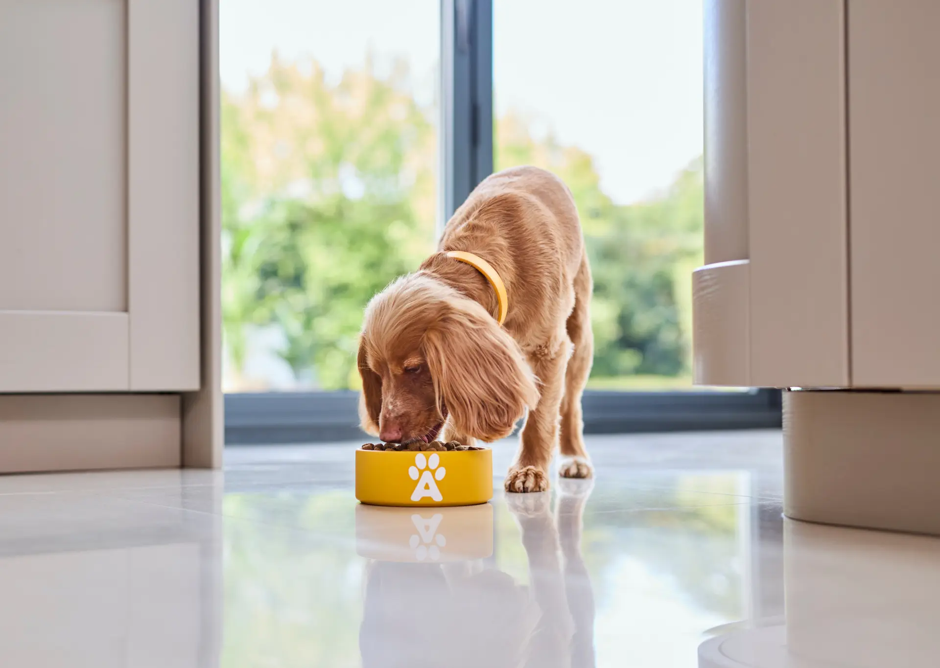 How Much Should I Feed My Dog? A UK Feeding Guide by Size & Age