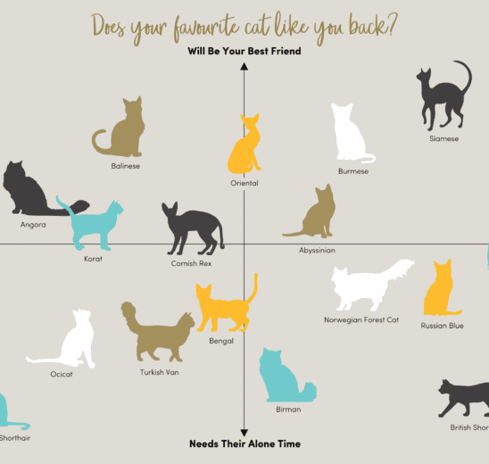 An infographic of different cat breeds popularity vs. their sociability toward humans