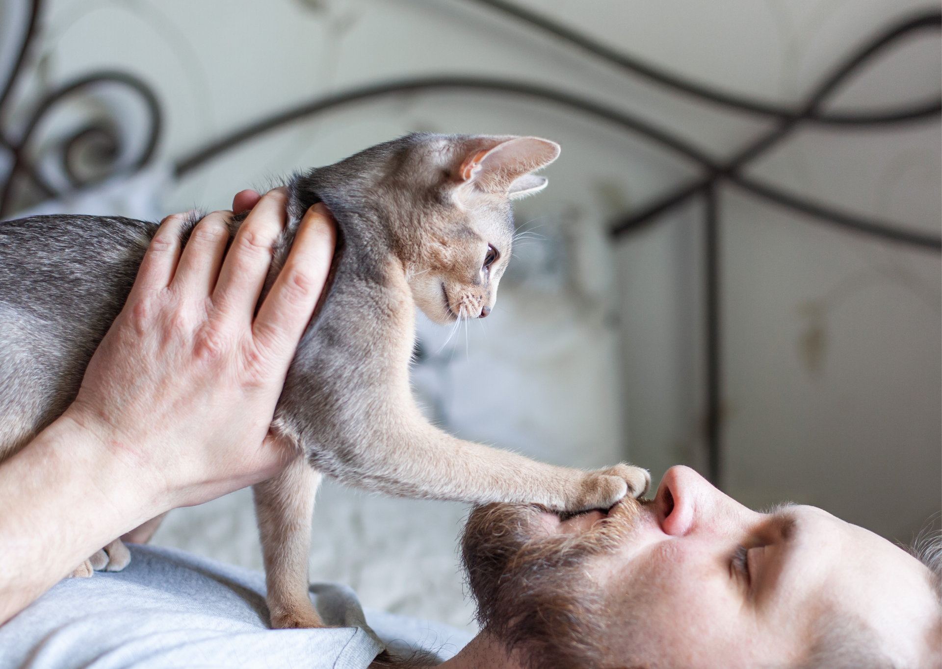 Why Does My Cat Paw My Face?