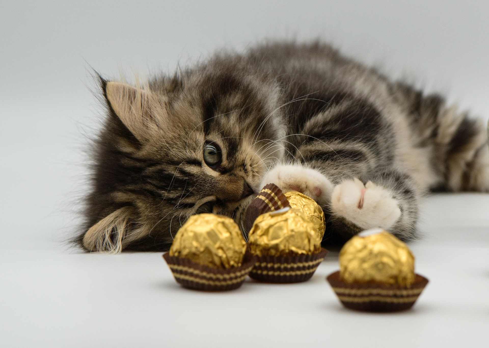 Can Cats Eat Chocolate?
