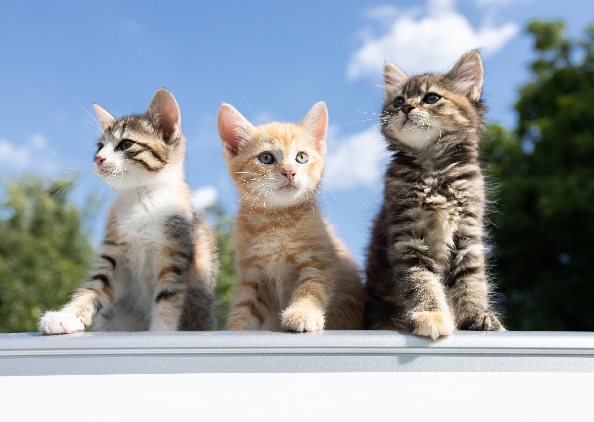 Kitten FAQs: Everything You Need to Know About Kittens