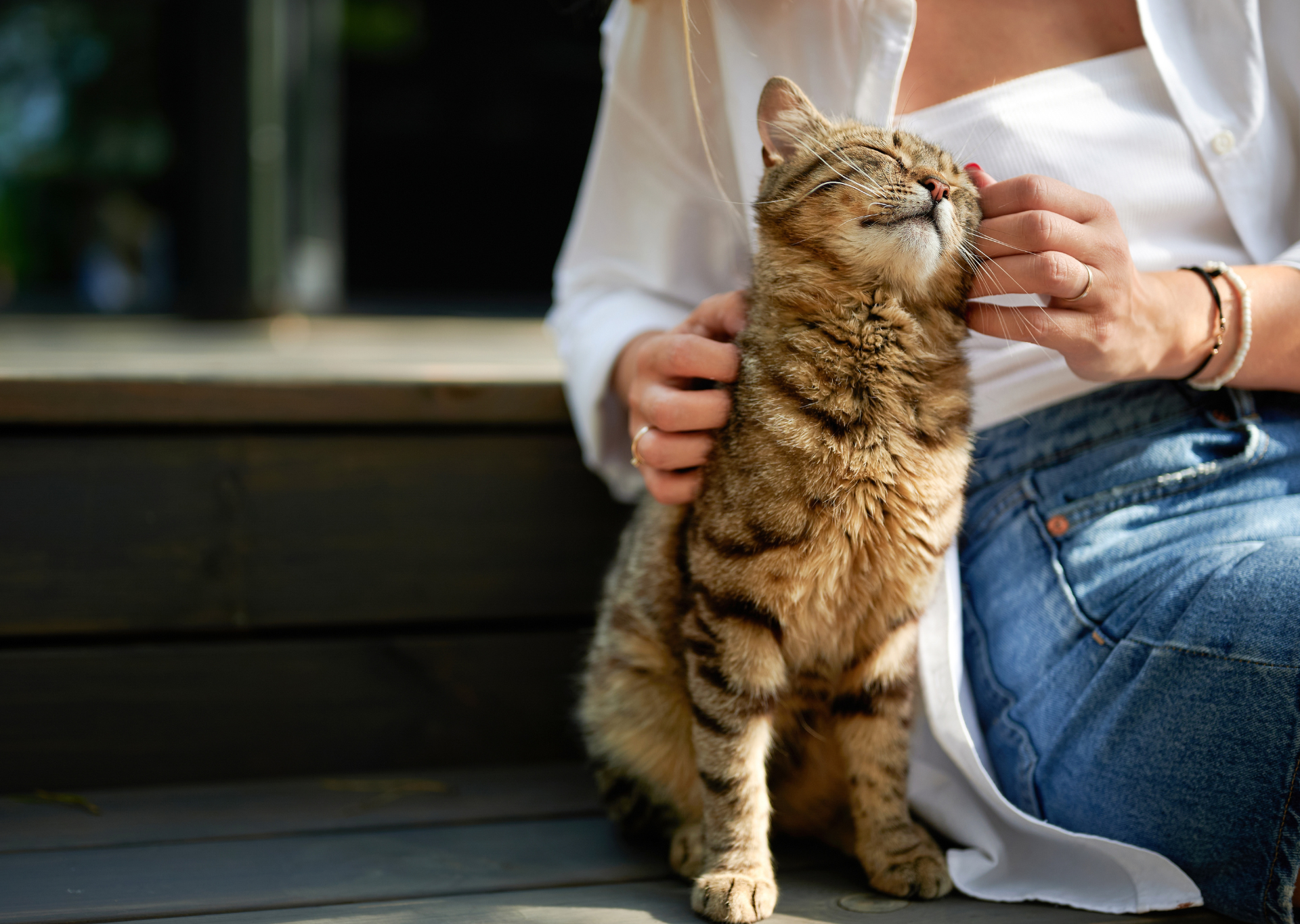 Which breed of cat is the most affectionate?
