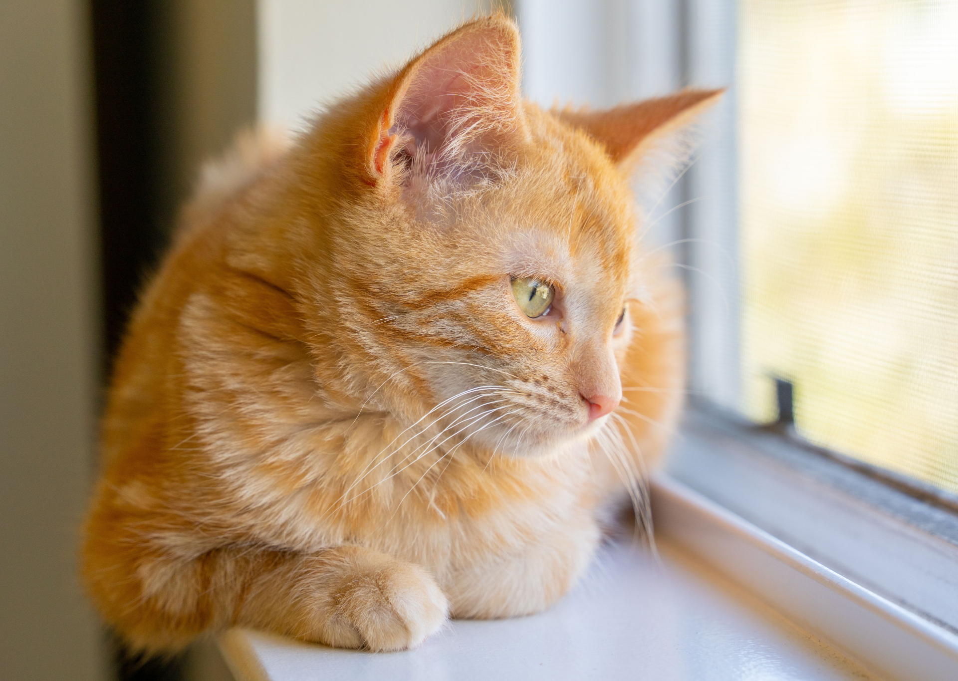 Is my cat happy?