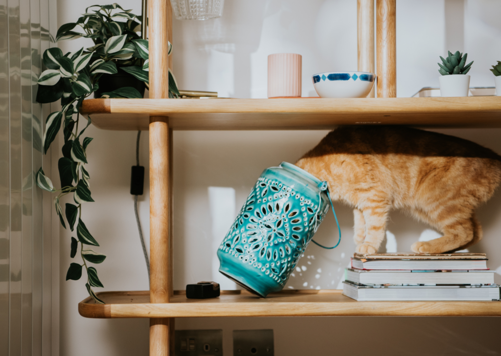 Ginger Cat Antics: Why Orange Cats Have Big Personalities