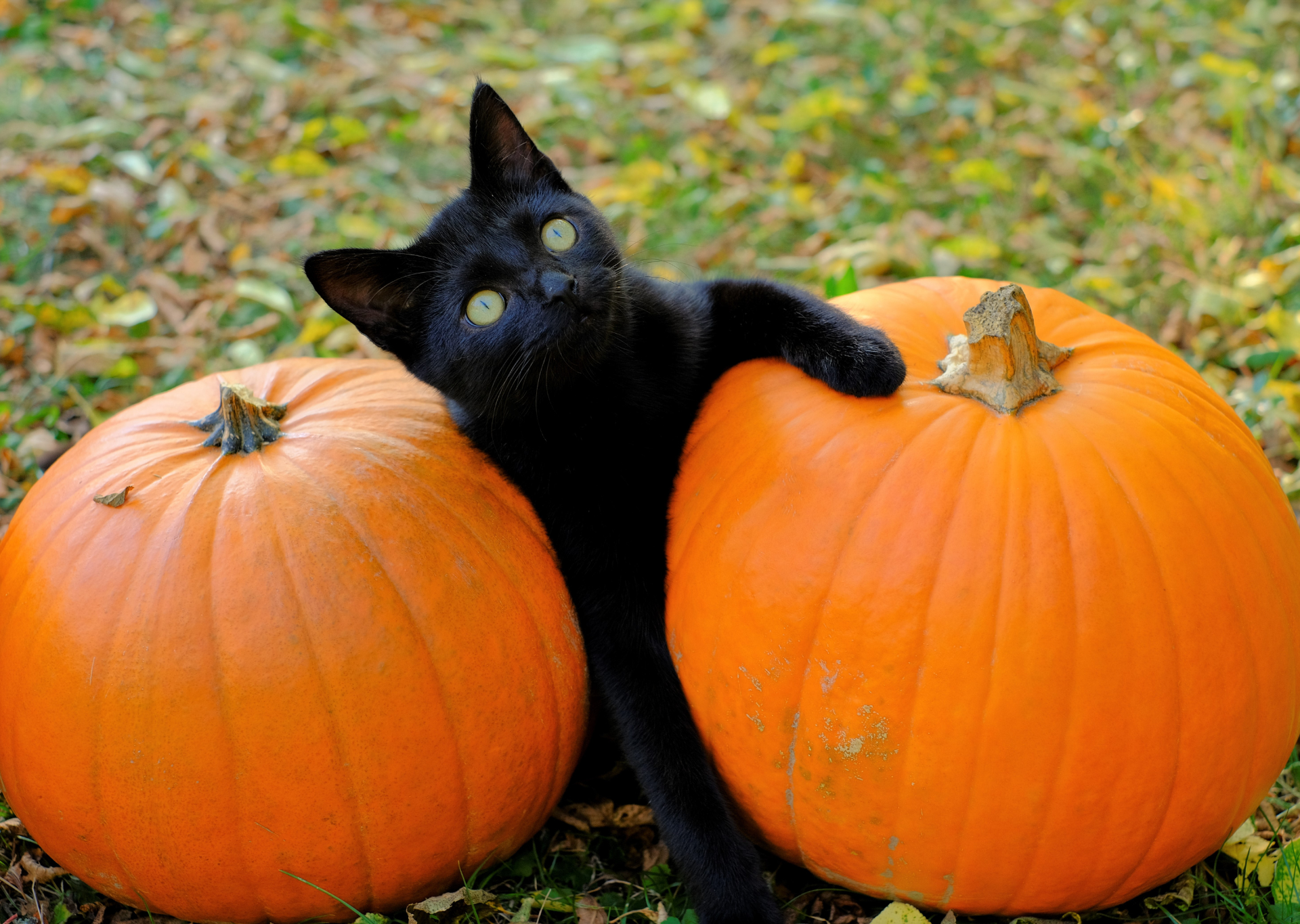 Can cats eat pumpkin?