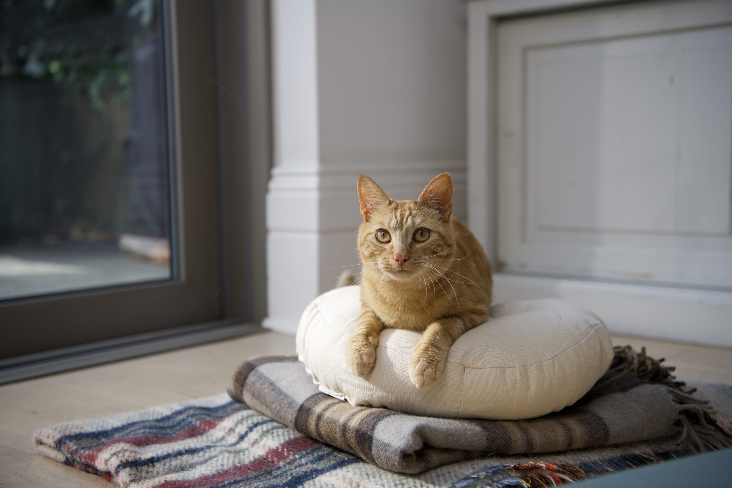What Scents Do Cats Like? A Guide to Feline-Friendly Fragrances