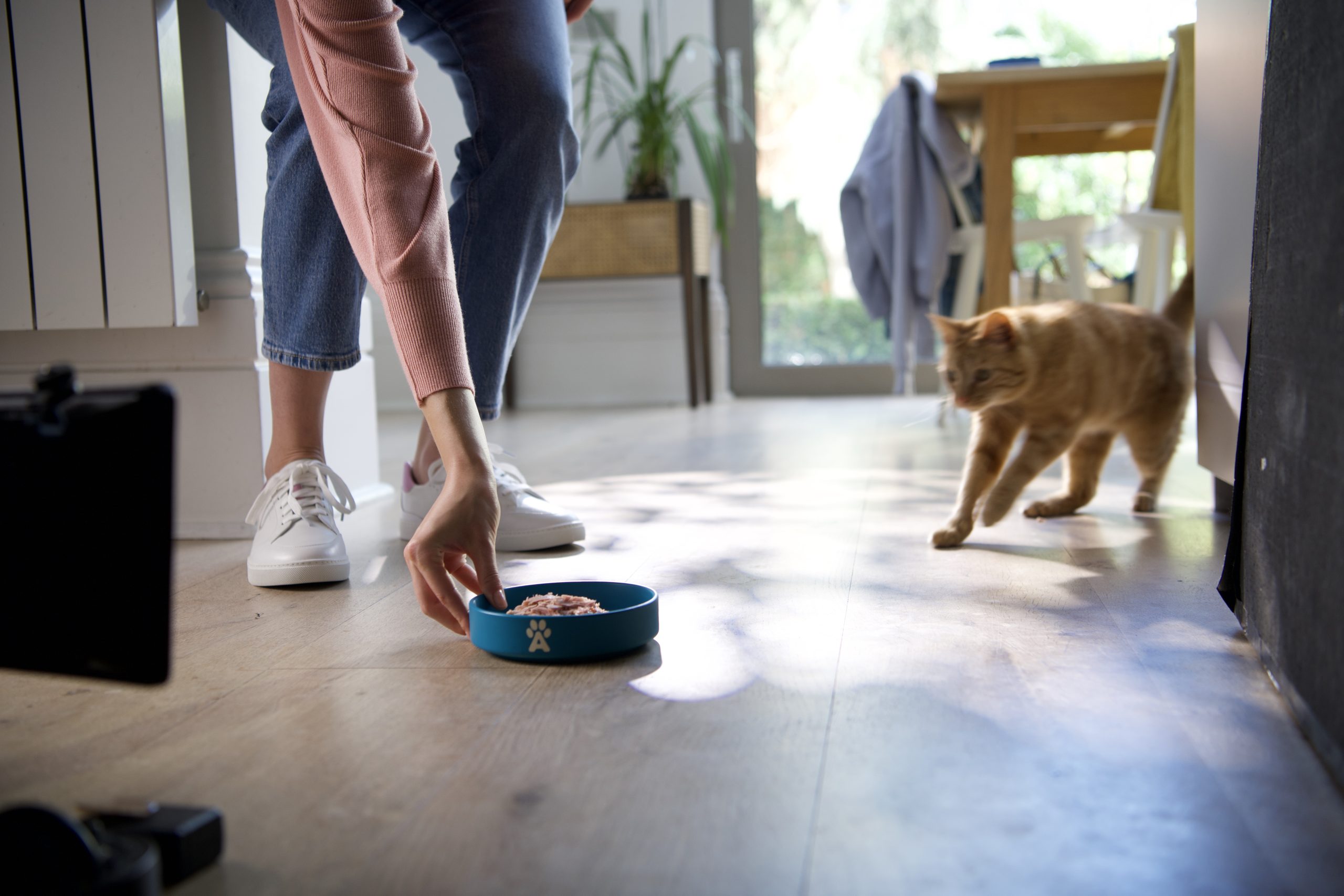 Omega‑3 for Cats: Why It Matters