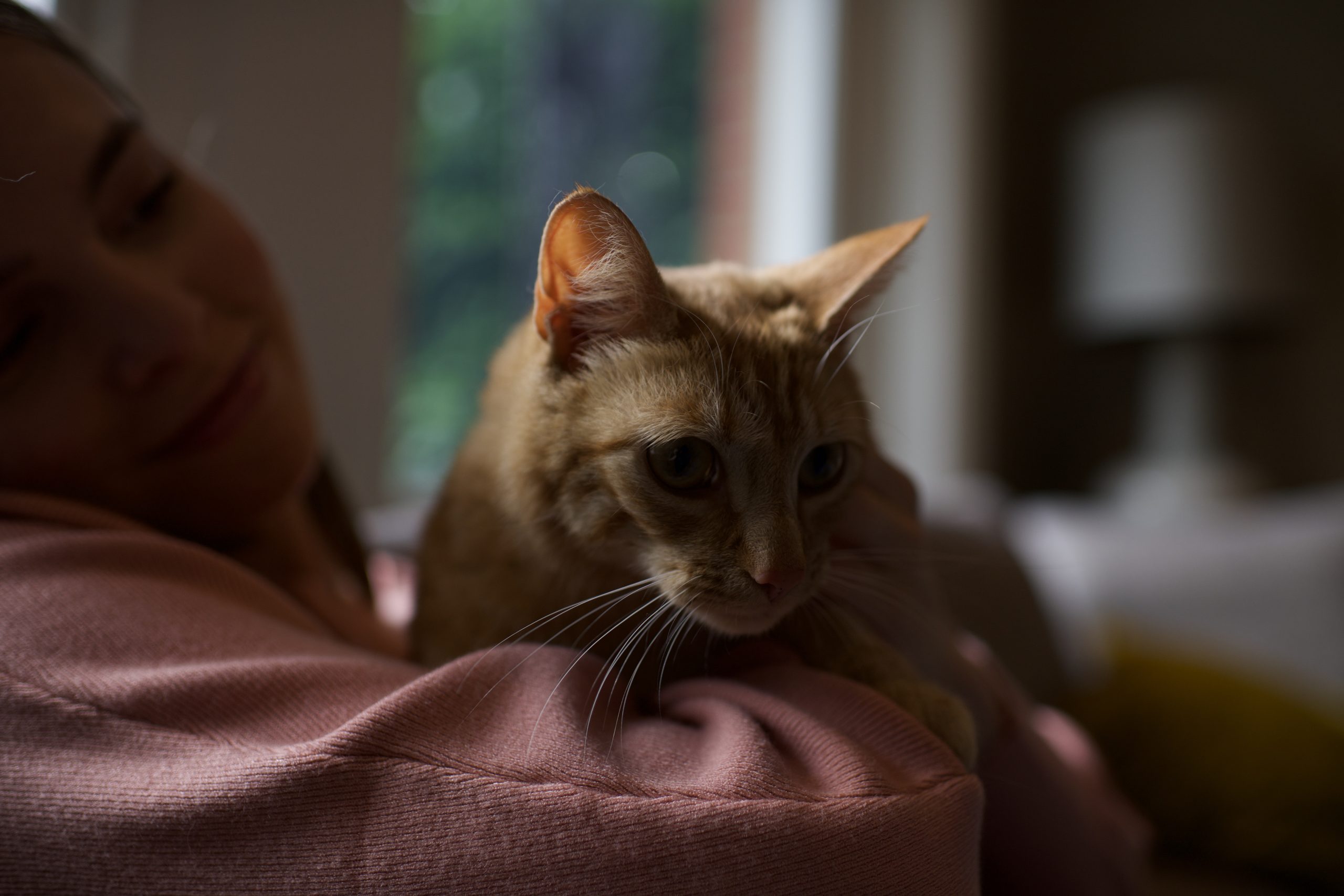 Why Does My Cat Lick My Face?