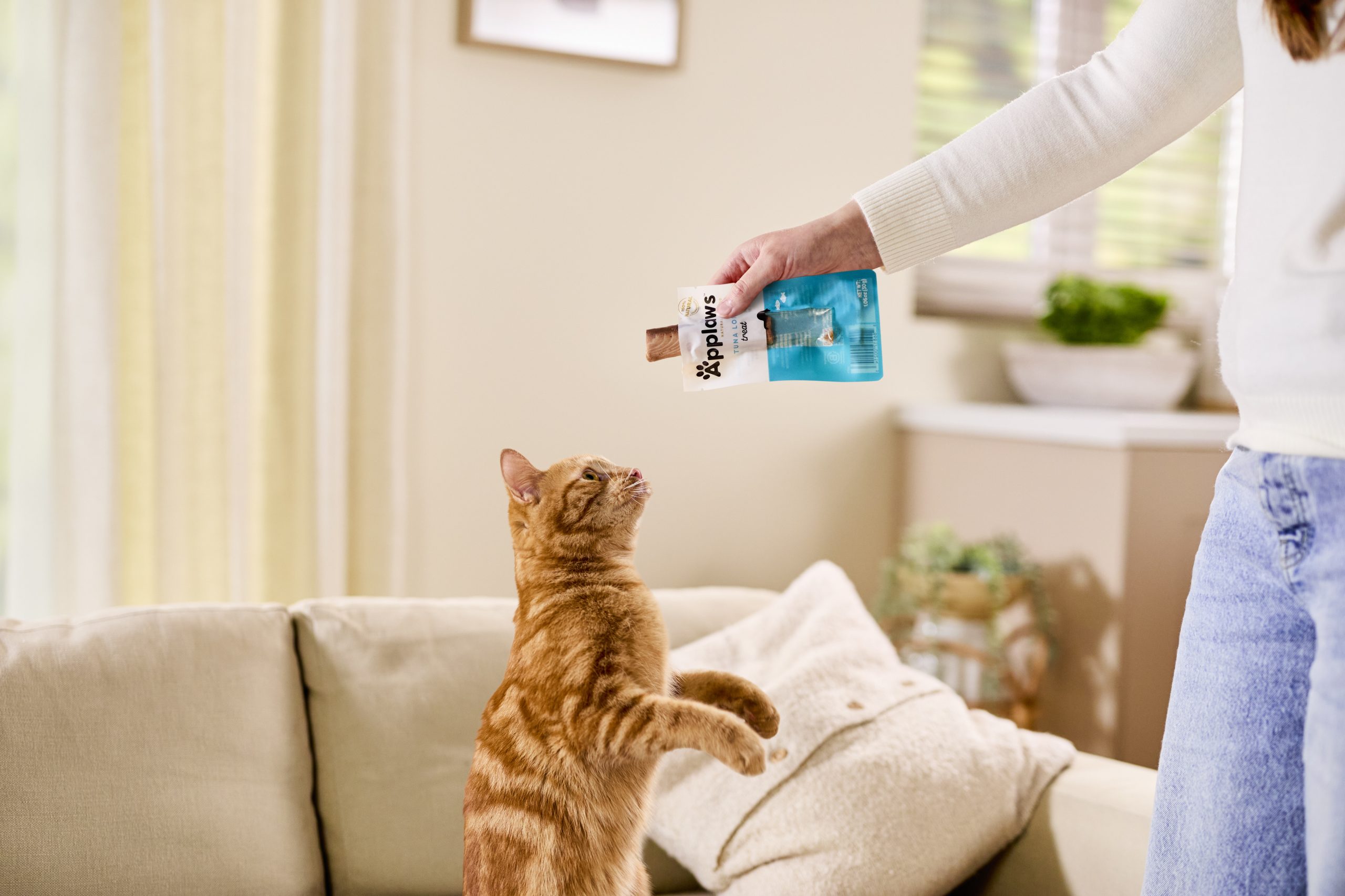 Are Cats Intelligent Animals? 