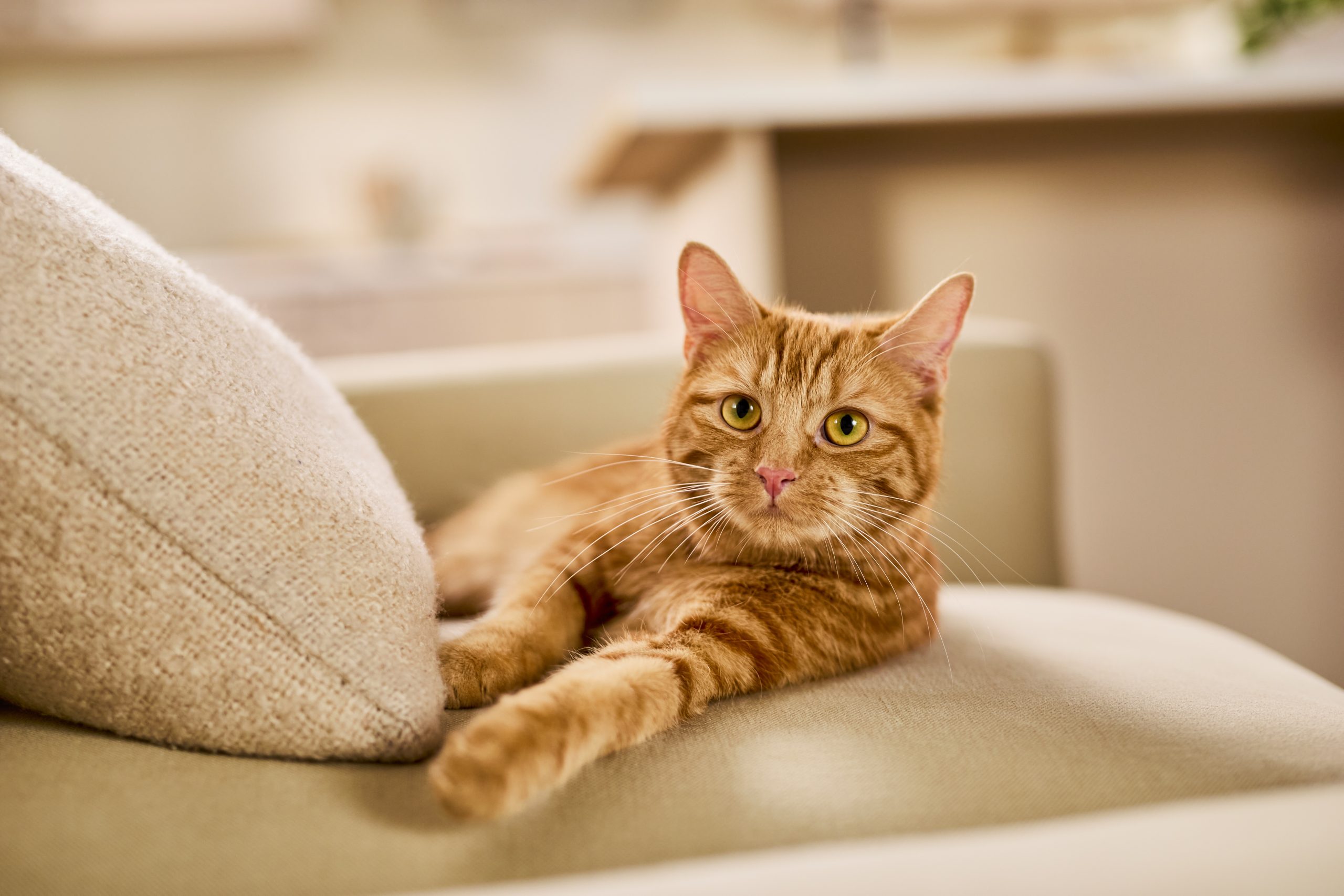 Can Cats Eat Peanut Butter?