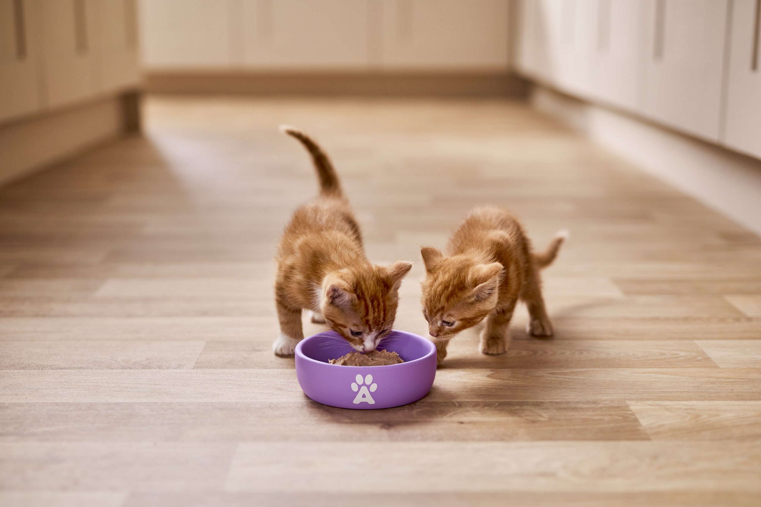How Often Should Cats Eat?